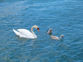 Cygne et ses cygneaux