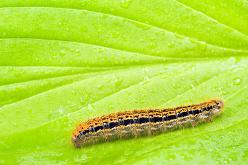 colorful caterpillar crawling on a green wet leaf