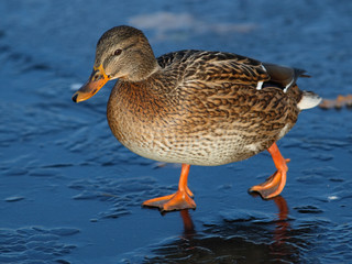 Mallard female walking on ice