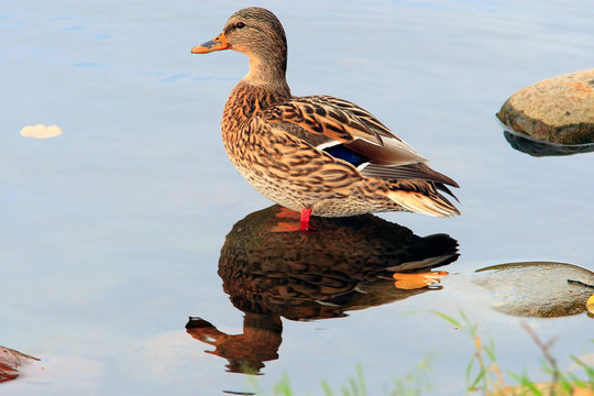 Mallard female on water