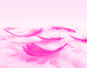 plumes roses