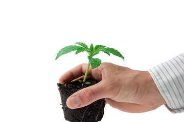 young hands taking a plant