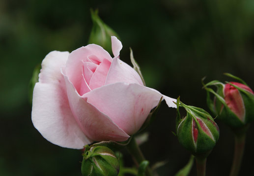Rose rose