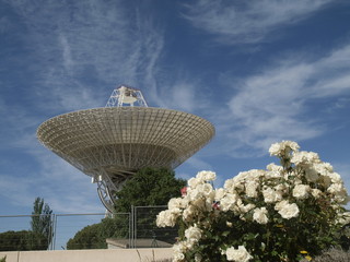 Antena parabólica y flores en España © Javier Cuadrado