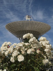 Antena parabólica y flores © Javier Cuadrado