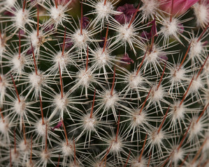 Kaktus Macro