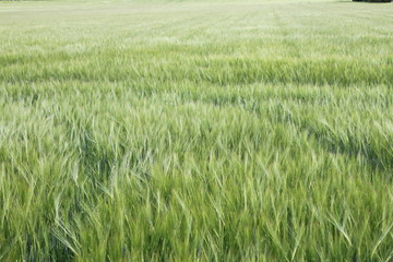 Champ de pousse de blé