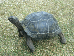 Obraz premium turtle, Curieuse, Seychelles