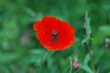 Fototapeta premium coquelicot