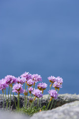 Grasnelken an der Bretonische K&uuml;ste