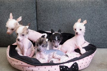 chinese crested puppy dogs © olinchuk