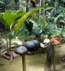 coco-de-mer, Vallée de Mai, Praslin, Seychelles