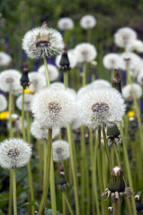 Pusteblumen, Loewenzahn; Taraxacum officinale
