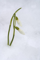 Schneegloeckchen