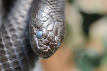 Blindschleiche