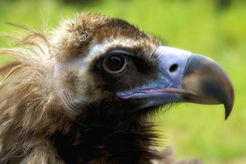 Mönchsgeier (Aegypius monachus)