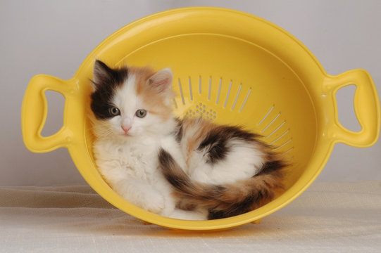 GATTINO NELLO SCOLAPASTA GIALLO