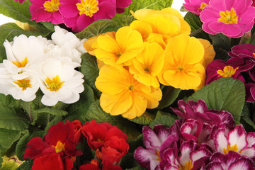 colourful primroses