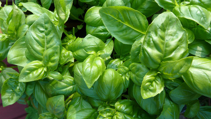 Frisches Basilikum im Topf
