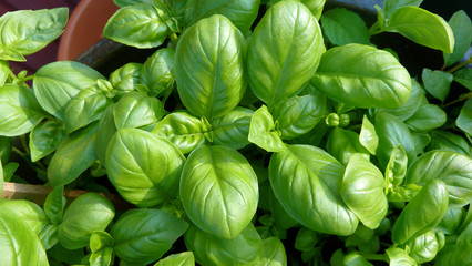 Frisches Basilikum im Topf