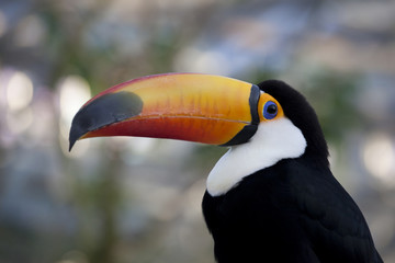 Naklejka premium Beak's big toco toucan