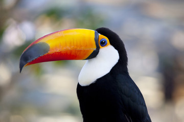 Beak's big toco toucan © macnai