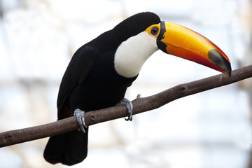 The toco toucan resting by a tree © macnai