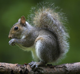 tree squirrel