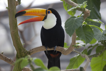 A toco toucan cries © macnai