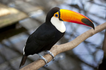 The toco toucan which stops at a tree