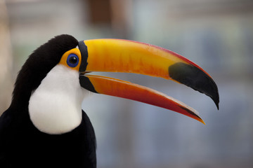 The toco toucan which opens the mouth