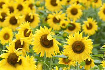 Fototapeta na wymiar Sunflowers in full bloom in summer