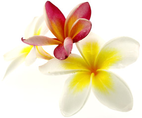 Naklejka na ściany i meble frangipani kwiaty, białe tło