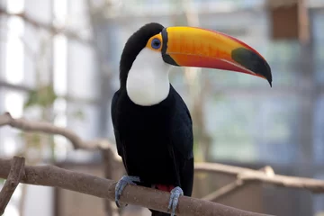 Rolgordijnen The toco toucan which stops at a tree © macnai
