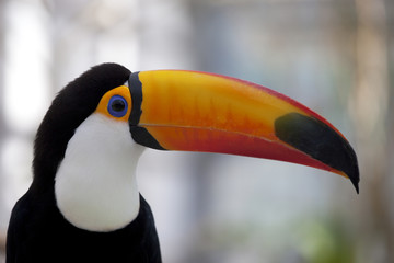 By a white back, a bill is a beautiful toco toucan