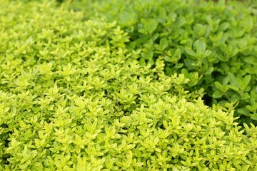 Wild thyme and oregano