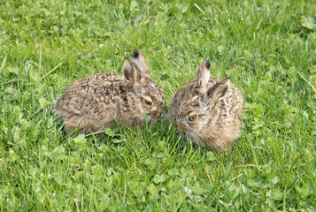 two little hares