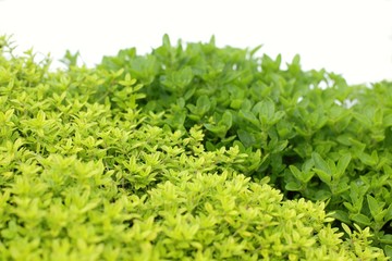 Wild thyme and oregano