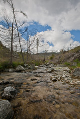 lovely alpine scenery with motion blurred mountain stream