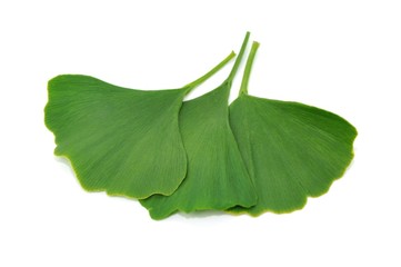 Blätter, Gingko