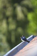 Schwalben auf einer Dachrinne am Dach