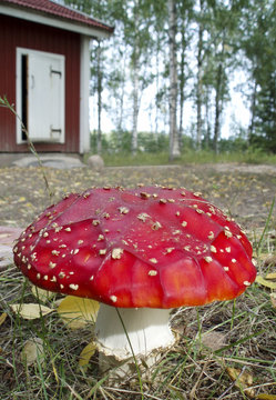 Fly Agaric Mushroom With Hut