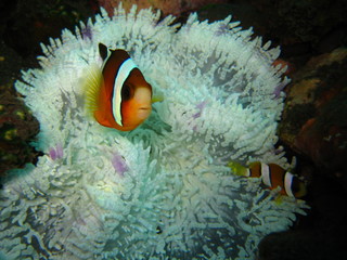 Fototapeta na wymiar Anemonenfisch