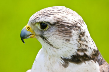 Wanderfalke
