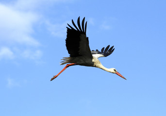 Silhouette of the flying stork