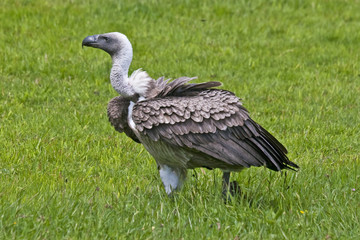 Gänsegeier