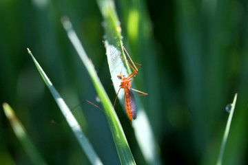 Crane Fly In Morning Dew