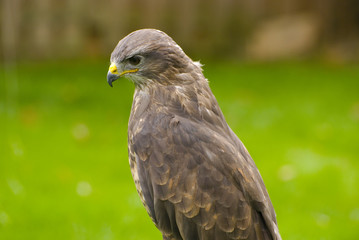 falcon
