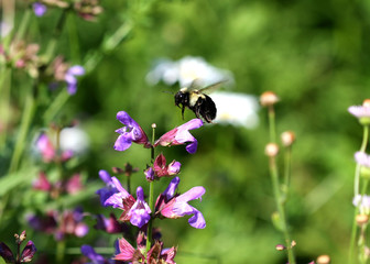 Bumble Bees - Bombus On Sage Flower