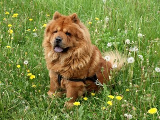 Chow-chow dog